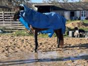 Jument isabelle brown