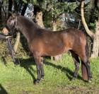 Jument isabelle brown