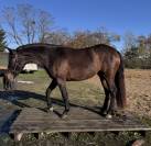 Jument isabelle brown