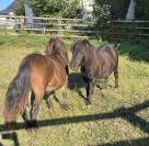 Poneys Shetland hongre 2 ans standards