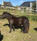 Poneys Shetland hongre 2 ans standards