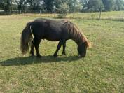 Poneys Shetland hongre 2 ans standards