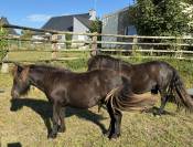 Poneys Shetland hongre 2 ans standards