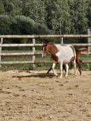 Ponette pie poulinière OC 6 ans 