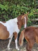 Ponette pie poulinière OC 6 ans 