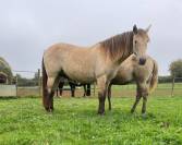 jument rocky mountain horse certifié