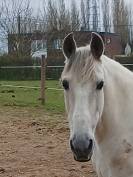 Hongre PRE de 10 ans a vendre