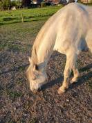 Hongre PRE de 10 ans a vendre