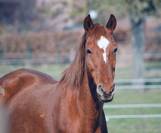 Jument alezane a vendre 