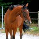 Cavalla AQPS In vendita 2019 Baio ,  NIDOR