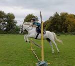 Jument typé connemara 