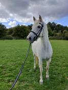 Jument typé connemara 