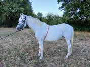 Jument typé connemara 