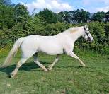 Jument typé connemara 