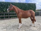 Hongre 3 ans : Emerald Van't Ruytershof x Zirroco Blue 