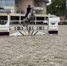 poney Hors taille 
