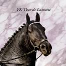 Poulain Arabo frison