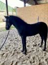 Poulain Arabo frison