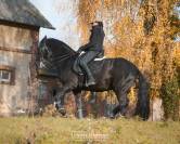 Lusitanien Maître d'École