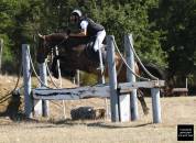 Hongre Anglo-Arabe CCE