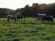 Pension travail chevaux et poneys