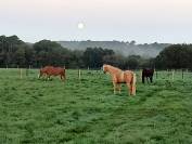 Pension travail chevaux et poneys