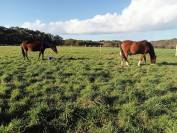 Pension travail chevaux et poneys