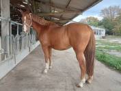 Pension travail chevaux et poneys