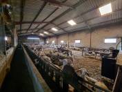 Azienda ovina In vendita Lot