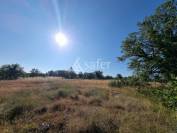 Sheep farm  Lot