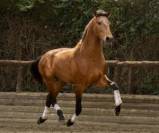 Jeune cheval d’attelage, avec un cœur en or
