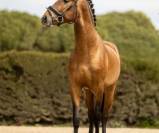 Jeune cheval d’attelage, avec un cœur en or