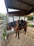 Super ponette D en devenir