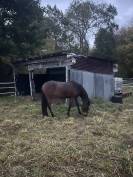 Super ponette D en devenir