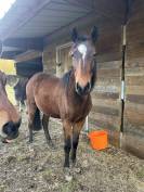 Super ponette D en devenir