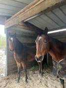 Super ponette D en devenir