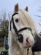 Poney Irish Cob