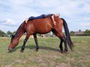 Jument de sport Hongroise 