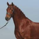 A vendre Hongre KWPN Dressage 2012