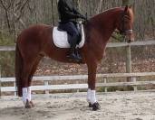 A vendre Hongre KWPN Dressage 2012