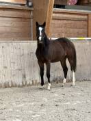 Superbe pouliche 2024