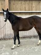 Superbe pouliche 2024