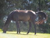 Trotteur Réformé (11 ans) Compagnon Loisir Affectueux