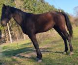 Trotteur Réformé (11 ans) Compagnon Loisir Affectueux