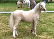 Ponette Welsh Mountain Palomino Plein Papier
