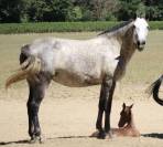 Broodmare Lusitano For sale 2015 Grey