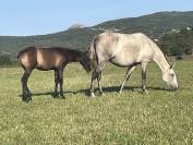 Broodmare Lusitano For sale 2015 Grey