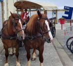 JUMENT DE TRAIT BRETON DOUCETTE