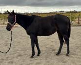 Jument irlandaise plein papier