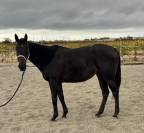 Jument irlandaise plein papier